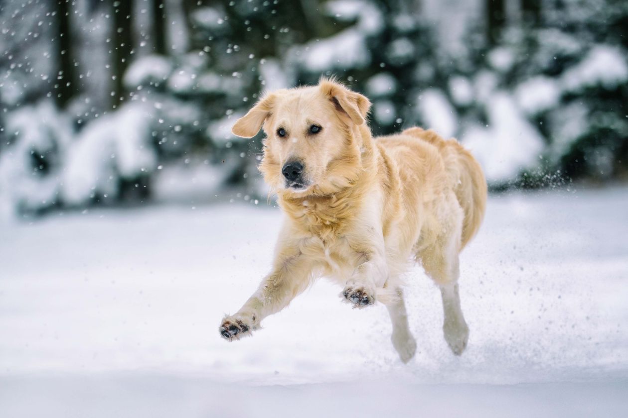 Dog sample